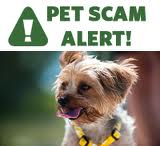 Beware of Online Pet Scams